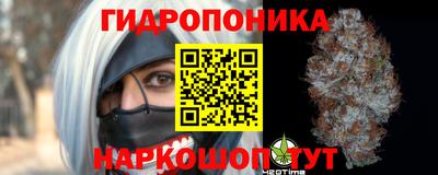 сатива Кингисепп